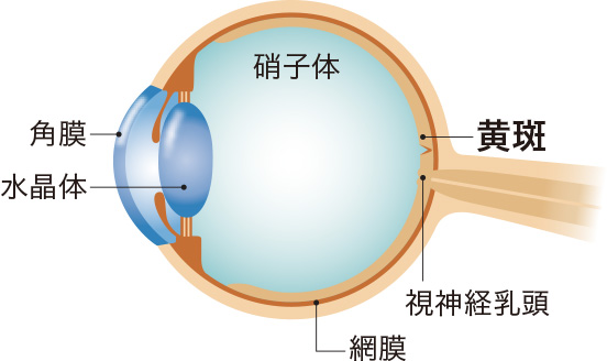 眼球の断面図